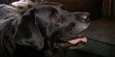 Labrador Leo,pseći heroj koji je primio papin blagoslov