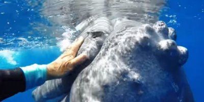 ČUDESNA PRIRODA Grbavi kit zaštitio ronioce od napada morskog psa, ponašanje prvi put snimila kamera