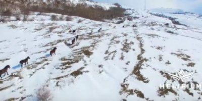 Snježna bajka: dron zabilježio divlje livanjske konje u trku, pogledajte video koji oduzima dah