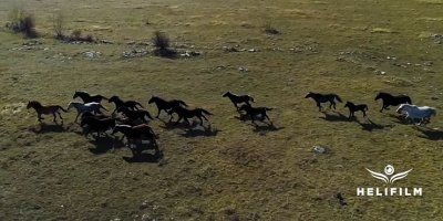 Pogledajte sjajne snimke livanjskih divljih konja