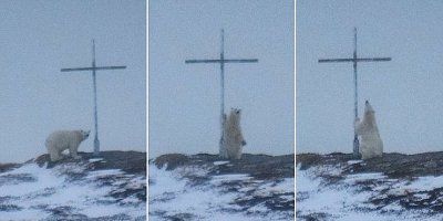 POLARNA MOLITVA! Polarni medvjed uhvaćen u &#039;molitvi&#039; ispred križa prekrivenim snijegom