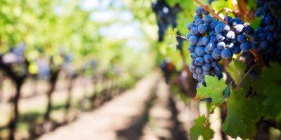 Zli vinogradari su kažnjeni. Kako mi radimo u Božjem vinogradu?