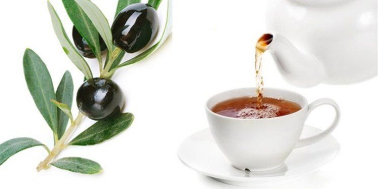 Zdravlje iz Božje ljekarne - Čaj od lista masline