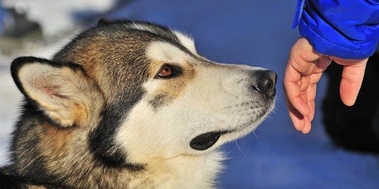 TA ČUDESNA BOŽJA STVORENJA Mogu li psi i mačke nanjušiti rak kod svojih vlasnika? Mogu!