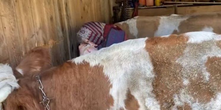 Snimka bake iz Banije koja ljubi svoje krave raznježila Hrvatsku