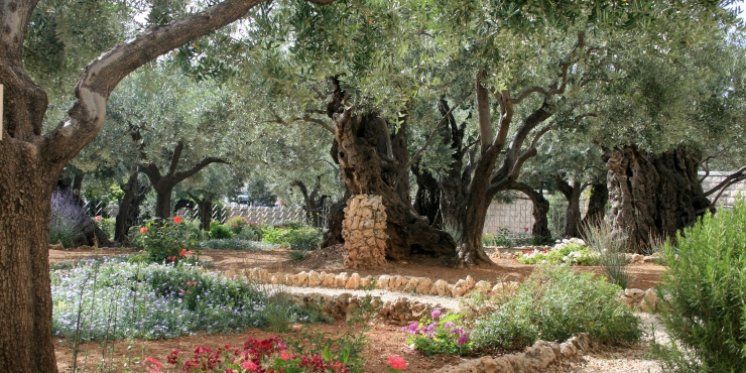 Krenimo na virtualno hodočašće u Getsemanski vrt