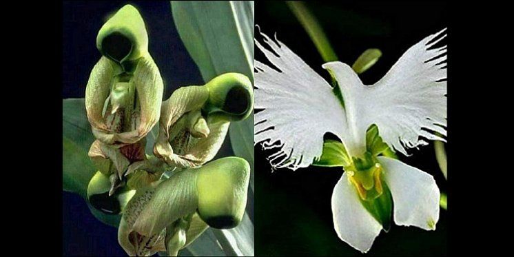 Posebna orhideja: cvjeta u vrijeme Pedesetnice i izgleda poput golubice