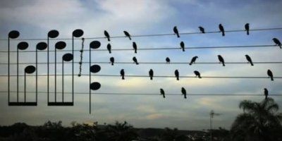 VIDEO Ovaj je umjetnik stvorio prekrasnu melodiju prema položaju ptica na telefonskim žicama