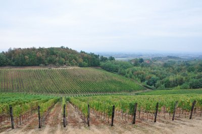 Poziv mladima na akciju spašavanja biskupijskog vinograda