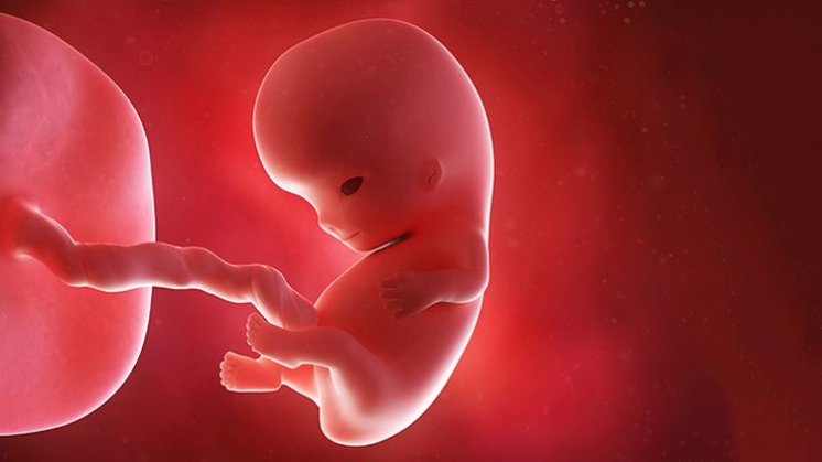 15 činjenica o fetusu u 15. tjednu trudnoće